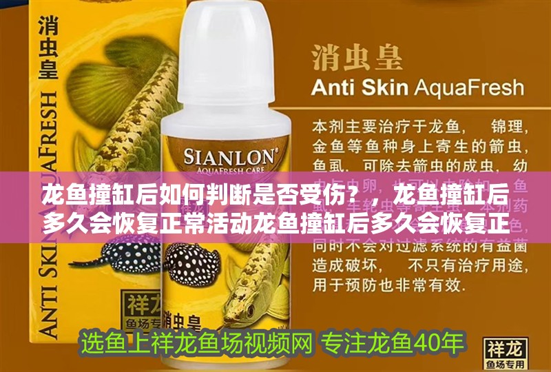 龍魚撞缸后如何判斷是否受傷？，龍魚撞缸后多久會恢復正常活動龍魚撞缸后多久會恢復正常活動