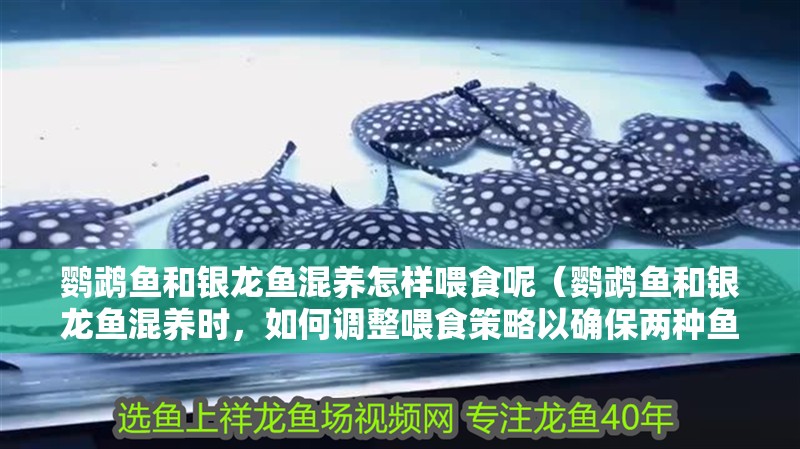 鸚鵡魚和銀龍魚混養怎樣喂食呢（鸚鵡魚和銀龍魚混養時，如何調整喂食策略以確保兩種魚都能得到足夠的食物）