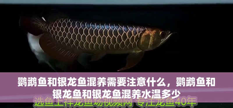 鸚鵡魚和銀龍魚混養(yǎng)需要注意什么，鸚鵡魚和銀龍魚和銀龍魚混養(yǎng)水溫多少