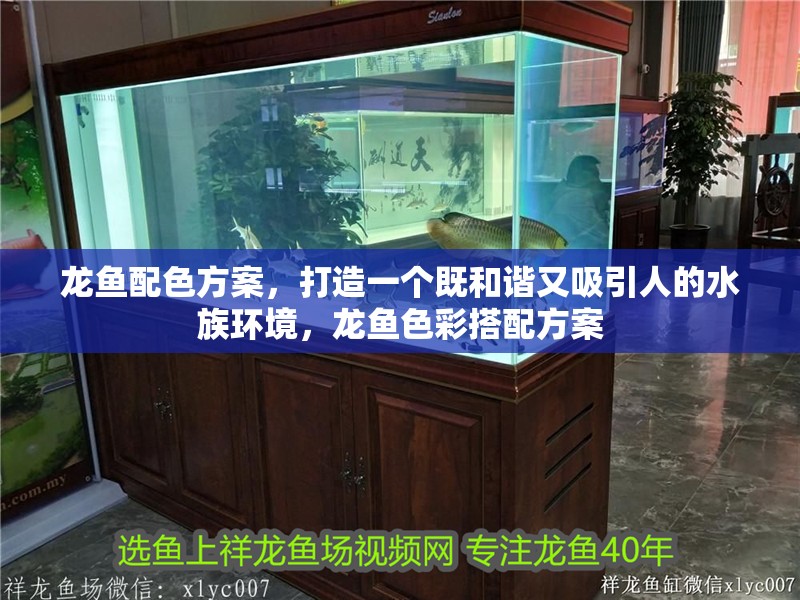 龍魚配色方案，打造一個既和諧又吸引人的水族環境，龍魚色彩搭配方案