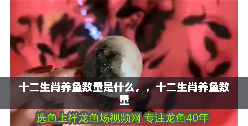 十二生肖養魚數量是什么，，十二生肖養魚數量