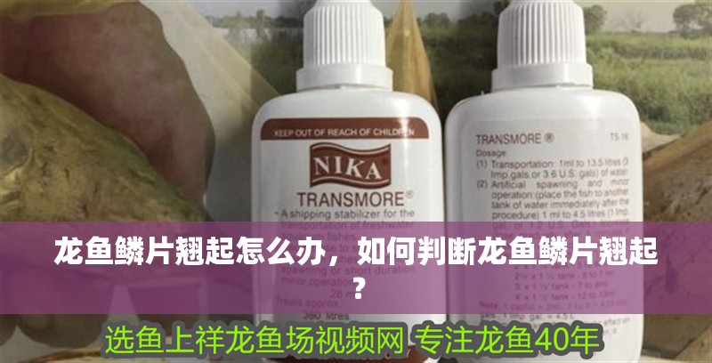 龍魚鱗片翹起怎么辦，如何判斷龍魚鱗片翹起？