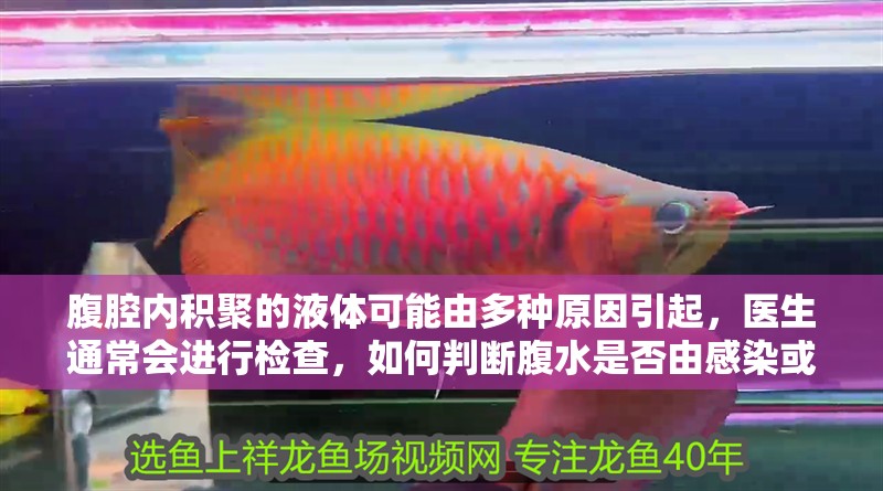 腹腔內積聚的液體可能由多種原因引起，醫生通常會進行檢查，如何判斷腹水是否由感染或腫瘤引起