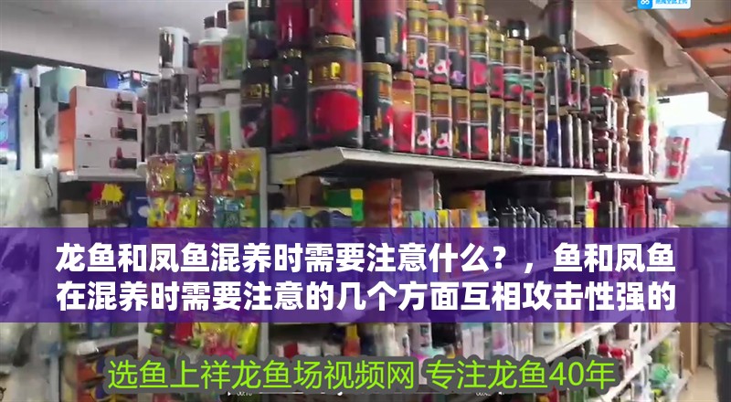 龍魚和鳳魚混養(yǎng)時需要注意什么？，魚和鳳魚在混養(yǎng)時需要注意的幾個方面互相攻擊性強的魚類
