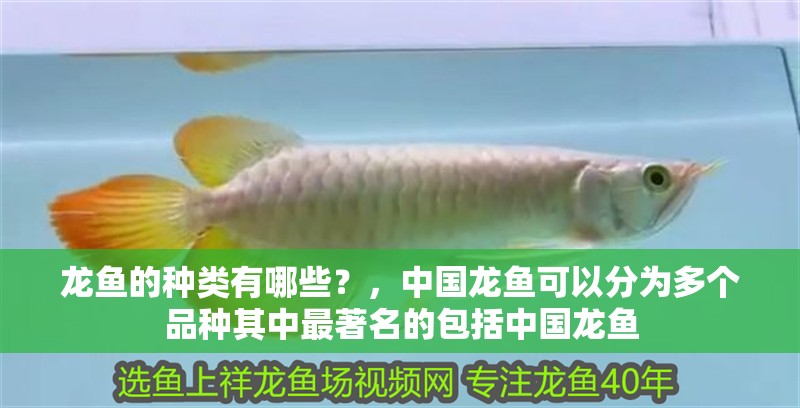 龍魚的種類有哪些？，中國龍魚可以分為多個品種其中最著名的包括中國龍魚