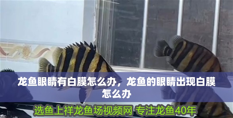 龍魚眼睛有白膜怎么辦，龍魚的眼睛出現白膜怎么辦