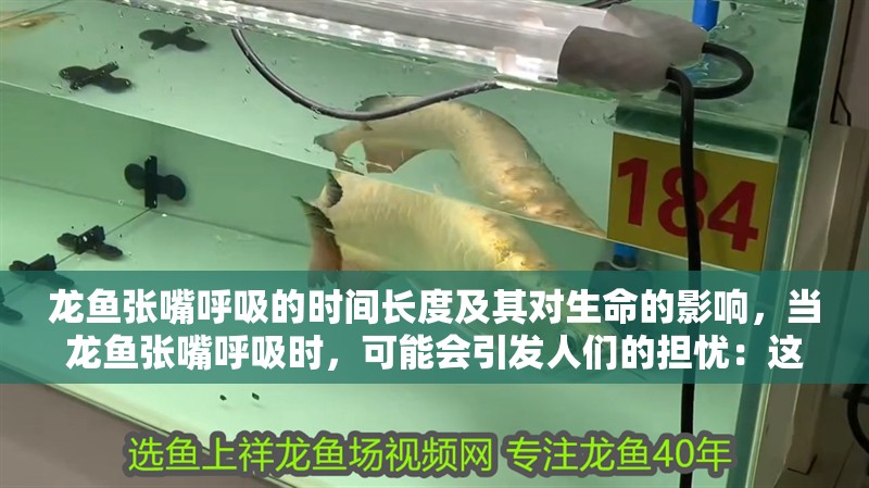 龍魚張嘴呼吸的時間長度及其對生命的影響，當龍魚張嘴呼吸時，可能會引發人們的擔憂：這會導致它們的死亡嗎