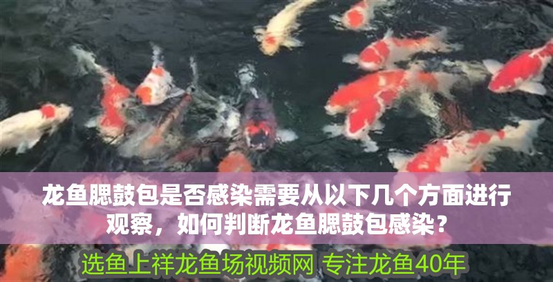 龍魚腮鼓包是否感染需要從以下幾個方面進行觀察，如何判斷龍魚腮鼓包感染？