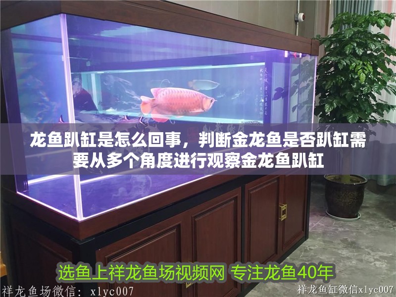 龍魚趴缸是怎么回事，判斷金龍魚是否趴缸需要從多個角度進行觀察金龍魚趴缸