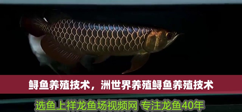 鱘魚養殖技術，洲世界養殖鱘魚養殖技術
