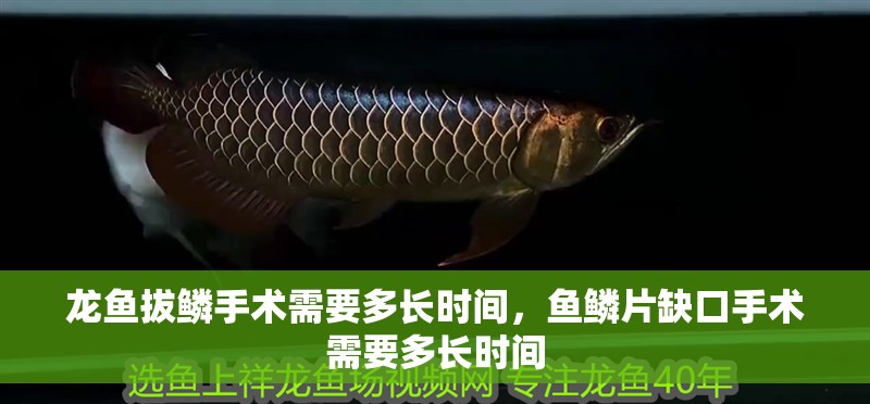 龍魚拔鱗手術需要多長時間，魚鱗片缺口手術需要多長時間