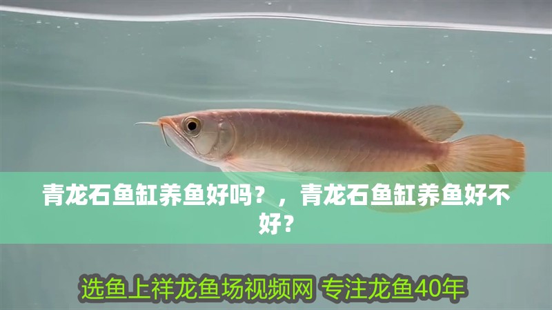青龍石魚缸養魚好嗎？，青龍石魚缸養魚好不好？