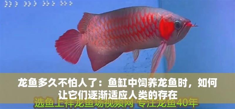 龍魚多久不怕人了：魚缸中飼養(yǎng)龍魚時，如何讓它們逐漸適應(yīng)人類的存在