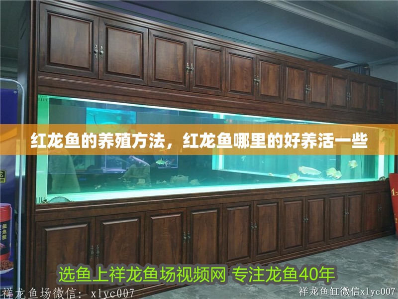 紅龍魚的養(yǎng)殖方法，紅龍魚哪里的好養(yǎng)活一些