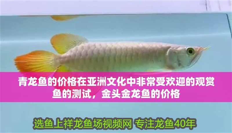 青龍魚的價(jià)格在亞洲文化中非常受歡迎的觀賞魚的測(cè)試，金頭金龍魚的價(jià)格
