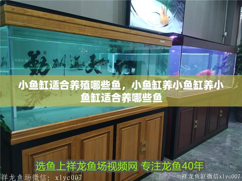小魚缸適合養殖哪些魚，小魚缸養小魚缸養小魚缸適合養哪些魚