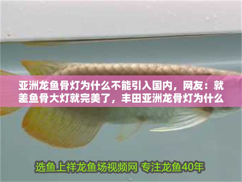 亞洲龍魚骨燈為什么不能引入國內(nèi)，網(wǎng)友：就差魚骨大燈就完美了，豐田亞洲龍骨燈為什么不能引入國內(nèi)，網(wǎng)友：就差魚骨大燈就完美了