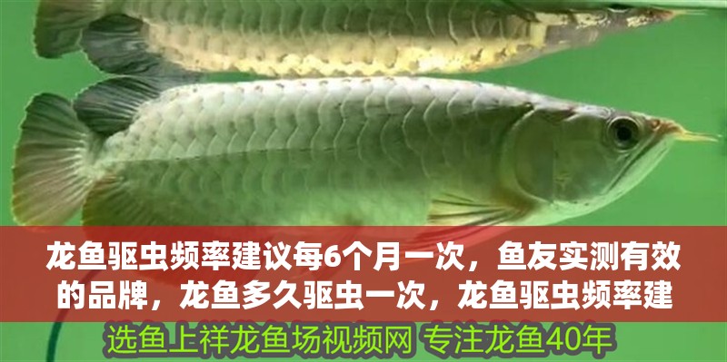 龍魚驅(qū)蟲頻率建議每6個月一次，魚友實測有效的品牌，龍魚多久驅(qū)蟲一次，龍魚驅(qū)蟲頻率建議每6個月一次