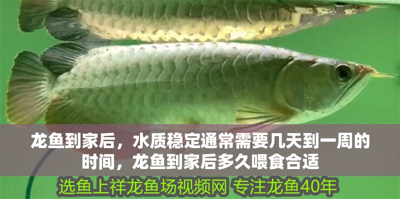 龍魚到家后，水質穩定通常需要幾天到一周的時間，龍魚到家后多久喂食合適