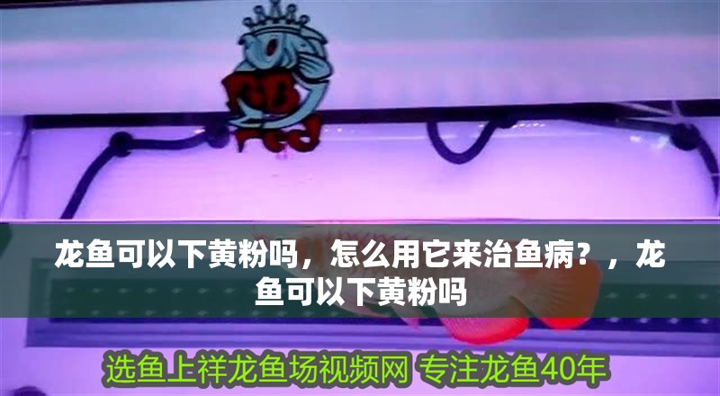 龍魚可以下黃粉嗎，怎么用它來治魚病？，龍魚可以下黃粉嗎