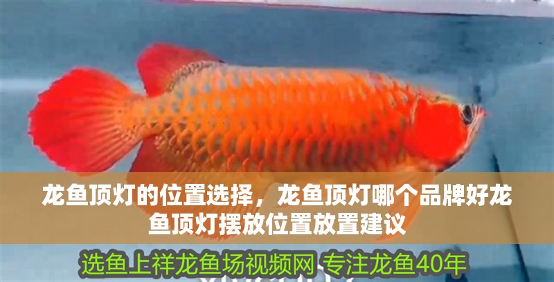 龍魚頂燈的位置選擇，龍魚頂燈哪個品牌好龍魚頂燈擺放位置放置建議