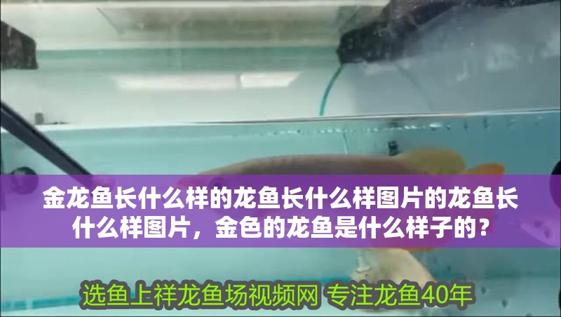 金龍魚長什么樣的龍魚長什么樣圖片的龍魚長什么樣圖片，金色的龍魚是什么樣子的？