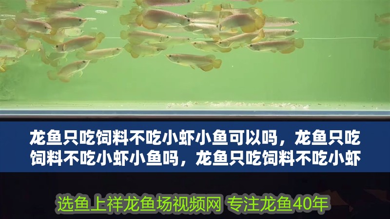 龍魚只吃飼料不吃小蝦小魚可以嗎，龍魚只吃飼料不吃小蝦小魚嗎，龍魚只吃飼料不吃小蝦可以嗎