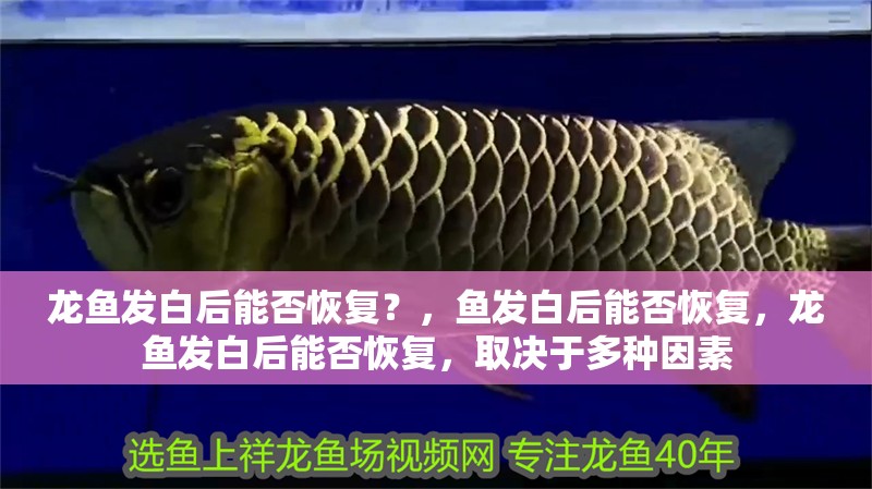 龍魚發(fā)白后能否恢復(fù)？，魚發(fā)白后能否恢復(fù)，龍魚發(fā)白后能否恢復(fù)，取決于多種因素