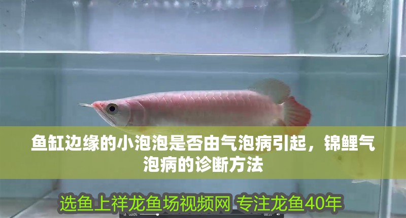 魚缸邊緣的小泡泡是否由氣泡病引起，錦鯉氣泡病的診斷方法