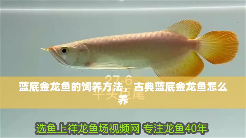 藍(lán)底金龍魚的飼養(yǎng)方法，古典藍(lán)底金龍魚怎么養(yǎng)