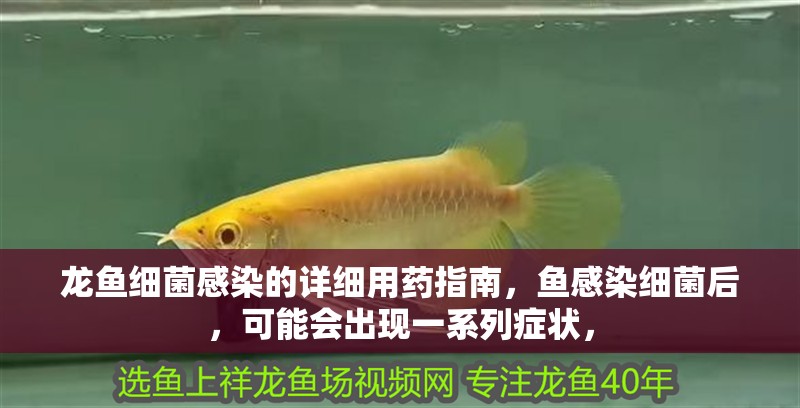 龍魚細菌感染的詳細用藥指南，魚感染細菌后，可能會出現一系列癥狀，