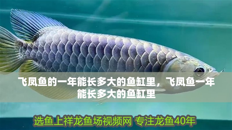 飛鳳魚的一年能長多大的魚缸里，飛鳳魚一年能長多大的魚缸里