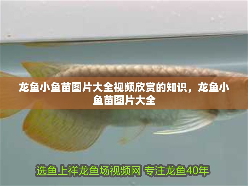 龍魚小魚苗圖片大全視頻欣賞的知識，龍魚小魚苗圖片大全