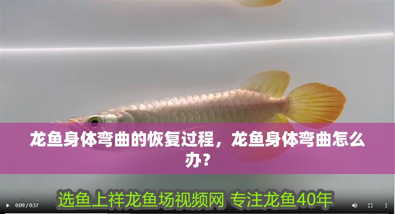 龍魚身體彎曲的恢復過程，龍魚身體彎曲怎么辦？