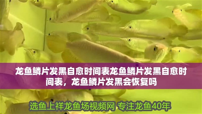 龍魚鱗片發黑自愈時間表龍魚鱗片發黑自愈時間表，龍魚鱗片發黑會恢復嗎