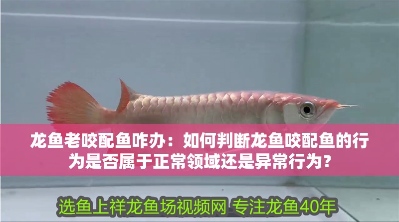 龍魚老咬配魚咋辦：如何判斷龍魚咬配魚的行為是否屬于正常領域還是異常行為？