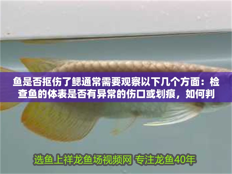 魚是否摳傷了鰓通常需要觀察以下幾個方面：檢查魚的體表是否有異常的傷口或劃痕，如何判斷魚是否摳傷了肺？