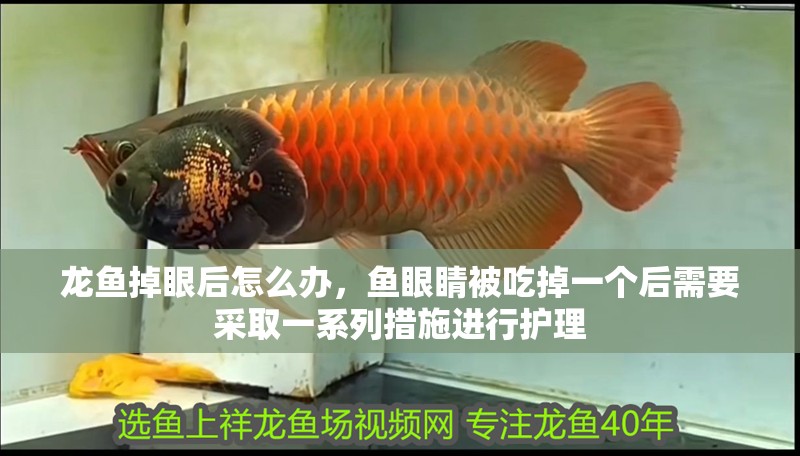龍魚掉眼后怎么辦，魚眼睛被吃掉一個后需要采取一系列措施進行護理