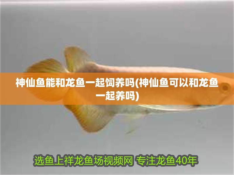 神仙魚能和龍魚一起飼養嗎(神仙魚可以和龍魚一起養嗎)