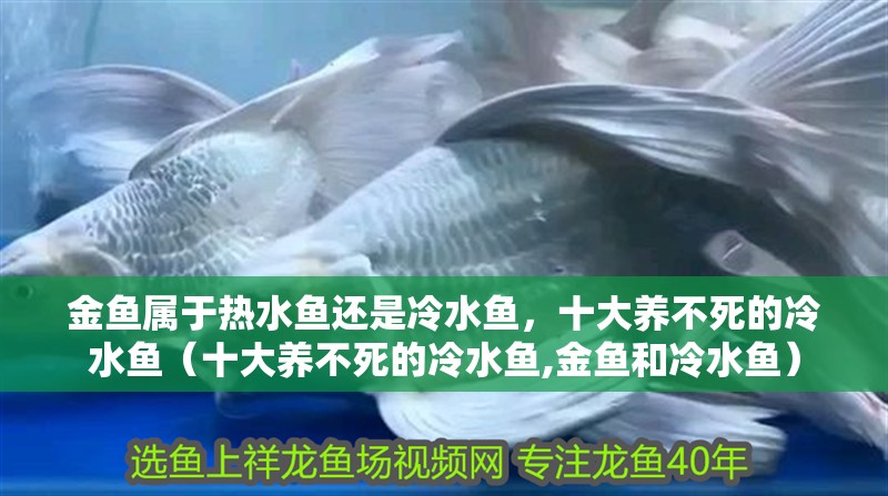 金魚屬于熱水魚還是冷水魚，十大養不死的冷水魚（十大養不死的冷水魚,金魚和冷水魚）