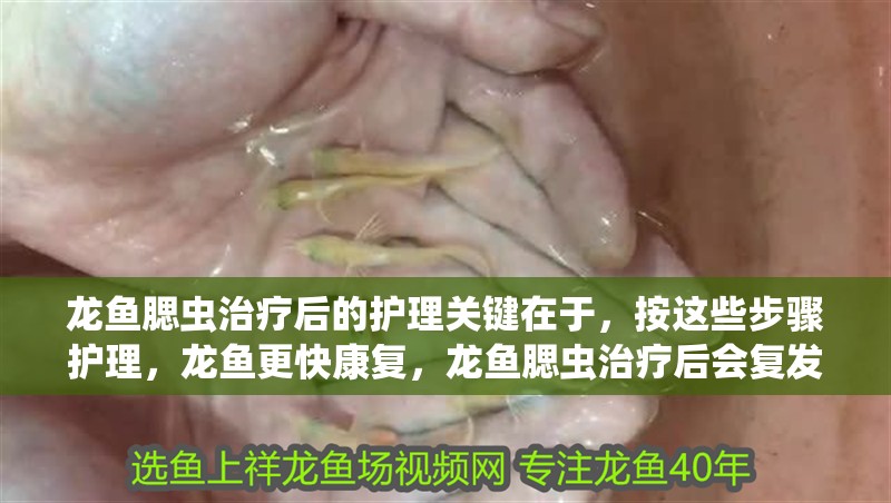 龍魚腮蟲治療后的護理關鍵在于，按這些步驟護理，龍魚更快康復，龍魚腮蟲治療后會復發嗎