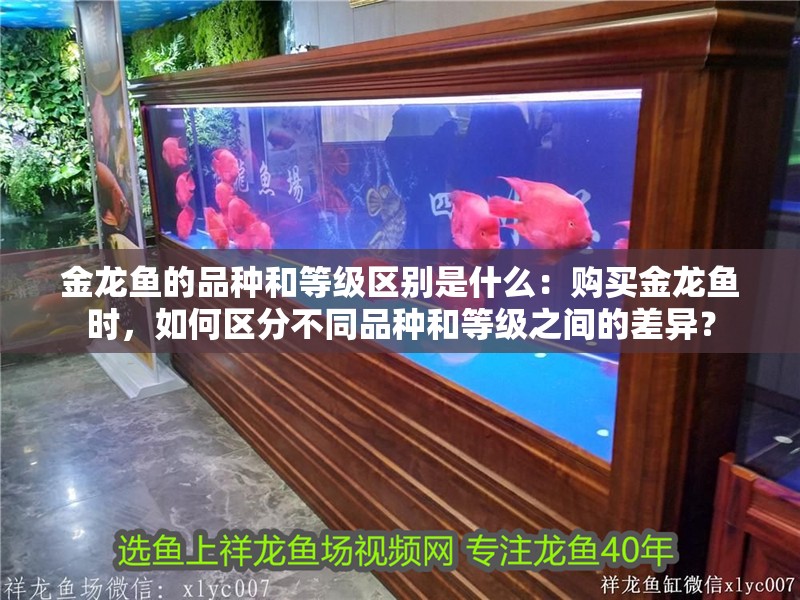 金龍魚的品種和等級區別是什么：購買金龍魚時，如何區分不同品種和等級之間的差異？