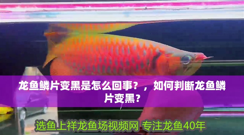 龍魚鱗片變黑是怎么回事？，如何判斷龍魚鱗片變黑？