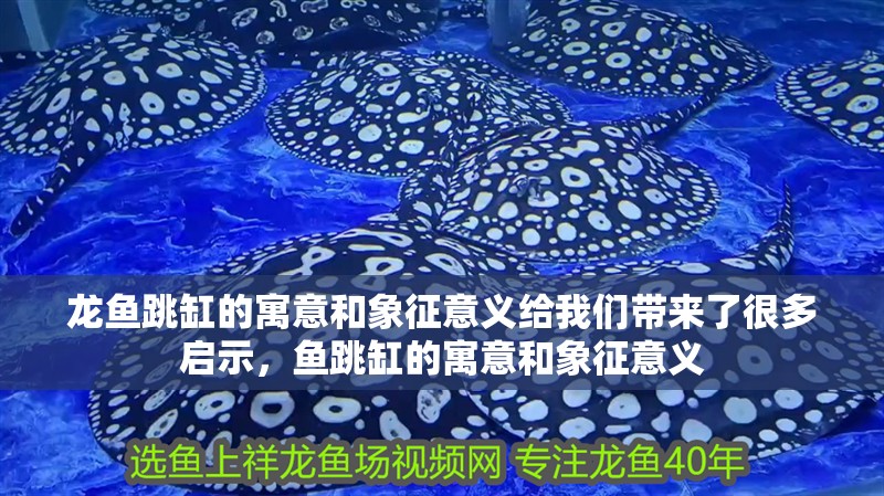 龍魚跳缸的寓意和象征意義給我們帶來了很多啟示，魚跳缸的寓意和象征意義