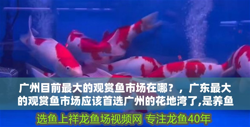 廣州目前最大的觀賞魚市場在哪？，廣東最大的觀賞魚市場應該首選廣州的花地灣了,是養魚愛好者的夢想之地