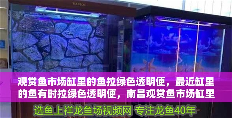 觀賞魚市場缸里的魚拉綠色透明便，最近缸里的魚有時拉綠色透明便，南昌觀賞魚市場缸里的魚拉綠色透明便，虎魚和龍都拉不多