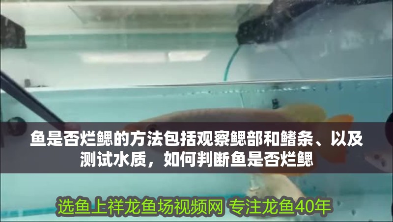 魚是否爛鰓的方法包括觀察鰓部和鰭條、以及測試水質，如何判斷魚是否爛鰓
