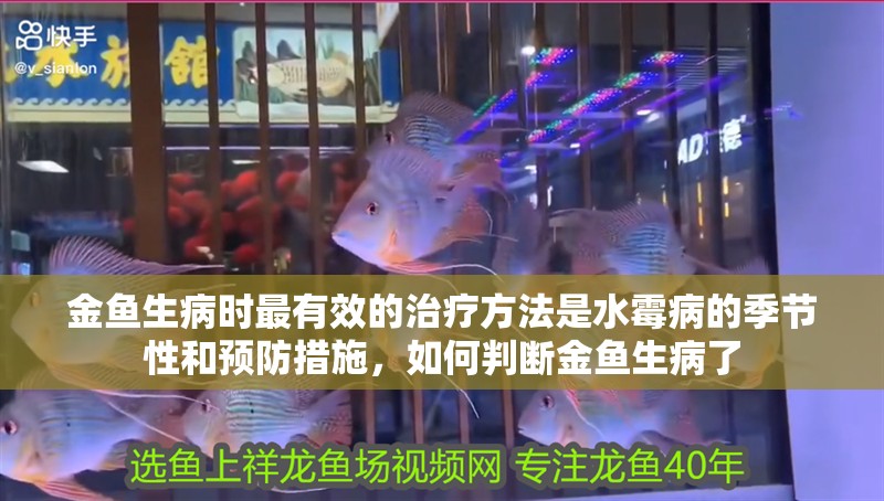 金魚生病時最有效的治療方法是水霉病的季節性和預防措施，如何判斷金魚生病了