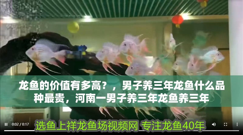 龍魚的價值有多高？，男子養三年龍魚什么品種最貴，河南一男子養三年龍魚養三年