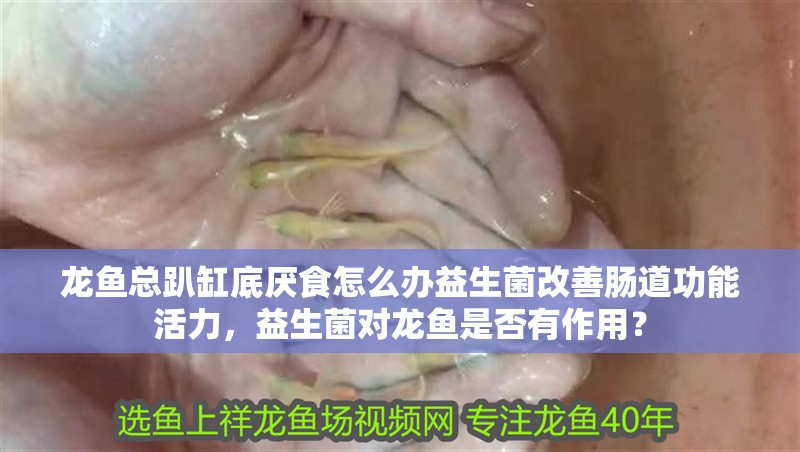 龍魚總趴缸底厭食怎么辦益生菌改善腸道功能活力，益生菌對龍魚是否有作用？